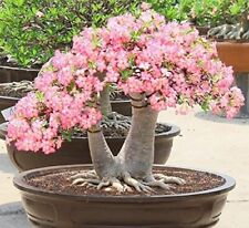 Adenium arabicum rachinee d'occasion  Expédié en Belgium