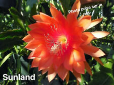 Epiphyllum Sunland for sale  Shipping to South Africa