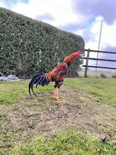 Shamo hatching eggs for sale  SPALDING