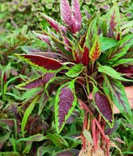 100 seeds amaranthus for sale  Shipping to Ireland