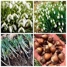 100 english snowdrop for sale  WISBECH