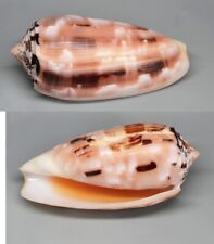 Conchiglie conus chusaki usato  Sassari