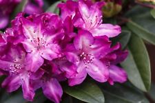 Rhododendron anatevka alpenros gebraucht kaufen  Westerstede