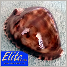 BIG! Cypraea Zoila vercoi #1 80.2mm STUNNING NEAR-GEM from N. Australia for sale  Shipping to South Africa