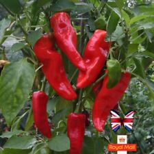 Sweet pepper seeds for sale  UK