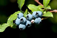 Blueberry bush seeds d'occasion  Expédié en Belgium