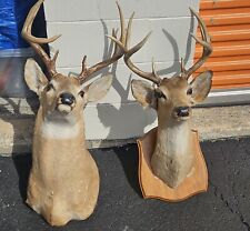 Deer heads trophy for sale  Casselberry