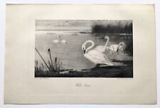 Wild swans original for sale  NORWICH