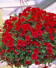 Trailing petunia red for sale  Shipping to Ireland