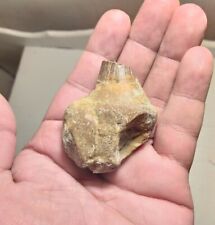 Rare plesiosaur bone for sale  Kearney