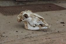 Sheep skull real for sale  Baggs