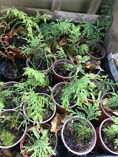 Conifer plants 15cm for sale  CHESTERFIELD