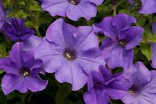 Surfinia trailing petunia for sale  Shipping to Ireland