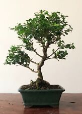 Box bonsai tree for sale  LEEDS