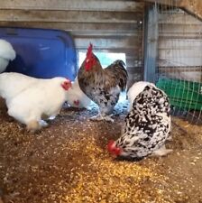 bantam eggs for sale  Porter