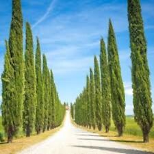 1000 italian cypress for sale  CAMBORNE