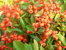 Pyracantha coccinea red for sale  STOKE-ON-TRENT