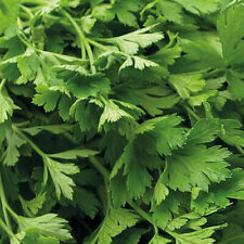 Parsley seeds herb for sale  IPSWICH