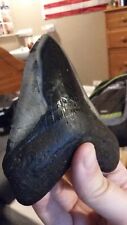 Megalodon shark tooth for sale  IPSWICH