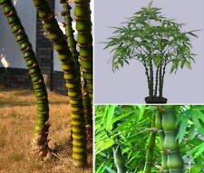 Budda bambus wächst gebraucht kaufen  Kaiserslautern-Erlenbach