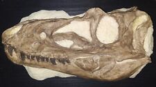 Juvenile rex skull for sale  Pittston
