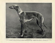 Greyhound 1921 waterloo for sale  COLEFORD