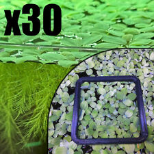 30x water lettuce for sale  SHERBORNE