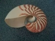 Chambered nautilus shells for sale  Bradenton