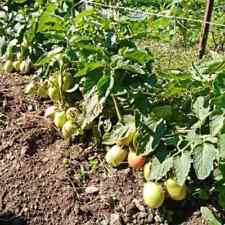 Pomodoro rio grande usato  Porto Sant Elpidio