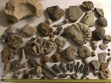 Fossilien versteinerungen samm gebraucht kaufen  Sarstedt