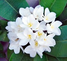 White frangipani plumeria for sale  WEMBLEY