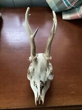 Roe deer skull for sale  TARBERT