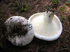 Micelio seco grano Lactarius Pergamenus 10g/30g/100 g puré Ucrania 62 segunda mano  Embacar hacia Argentina