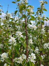 Felsenbirne amelanchier alnifo gebraucht kaufen  Uerdingen