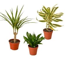 Different dracaenas variety for sale  Old Town