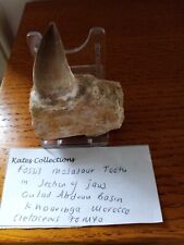 Mosasaur tooth jaw for sale  DUNFERMLINE