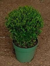 Buxus sempervirens topiary for sale  BECCLES