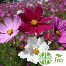 Flower cosmos mix for sale  MANCHESTER