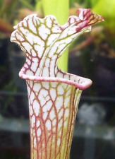 Sarracenia leucophylla slack for sale  GRAVESEND