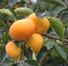 Baum diospyros kaki gebraucht kaufen  Kaiserslautern