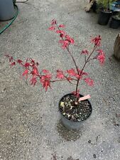Acer purple ghost for sale  Conyers