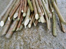 Irish hybrid willow for sale  Ireland
