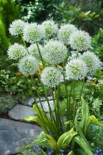 Allium zierlauch white gebraucht kaufen  Geisenheim