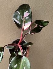 Philodendron pink princess for sale  Sausalito