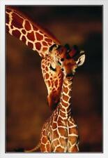 Adult giraffe calf for sale  Mount Vernon