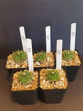 Obregonia denegrii x5 bundle nice Mexican cacti for sale  Shipping to South Africa