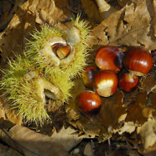 Sweet chestnut hedge for sale  IPSWICH