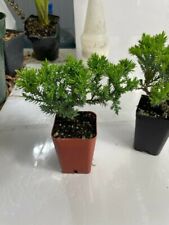 Juniper bonsai trees for sale  Norco