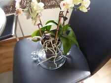 orchideen glasvase gebraucht kaufen  Saldenburg