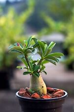 Adenium obesum color for sale  SWINDON